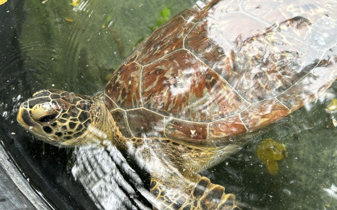 LLAMA COMISIÓN DE PARQUES A NO CAER EN LA ILEGALIDAD TRANSPORTANDO FAUNA SILVESTRE