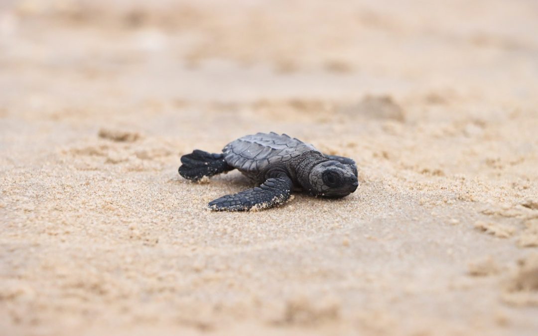 PREPARA COMISIÓN DE PARQUES LIBERACIÓN DE CRÍAS DE TORTUGA LORA EN PLAYAS TAMAULIPECAS