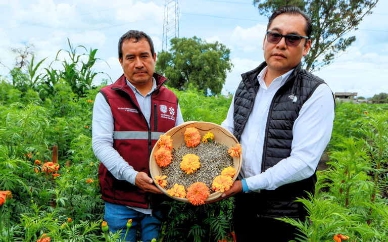 CDMX quiere revivir cempasúchil nativo: la clave está en una semilla hallada en Teotihuacán