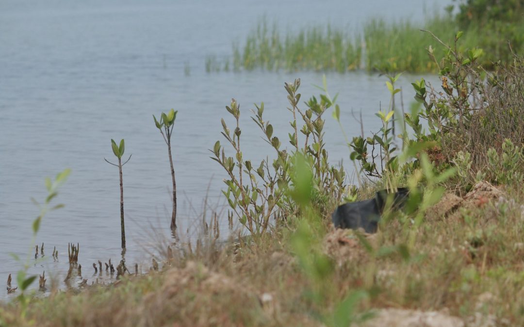 REFUERZA SEDUMA REFORESTACIÓN DE MANGLE EN COSTAS TAMAULIPECAS