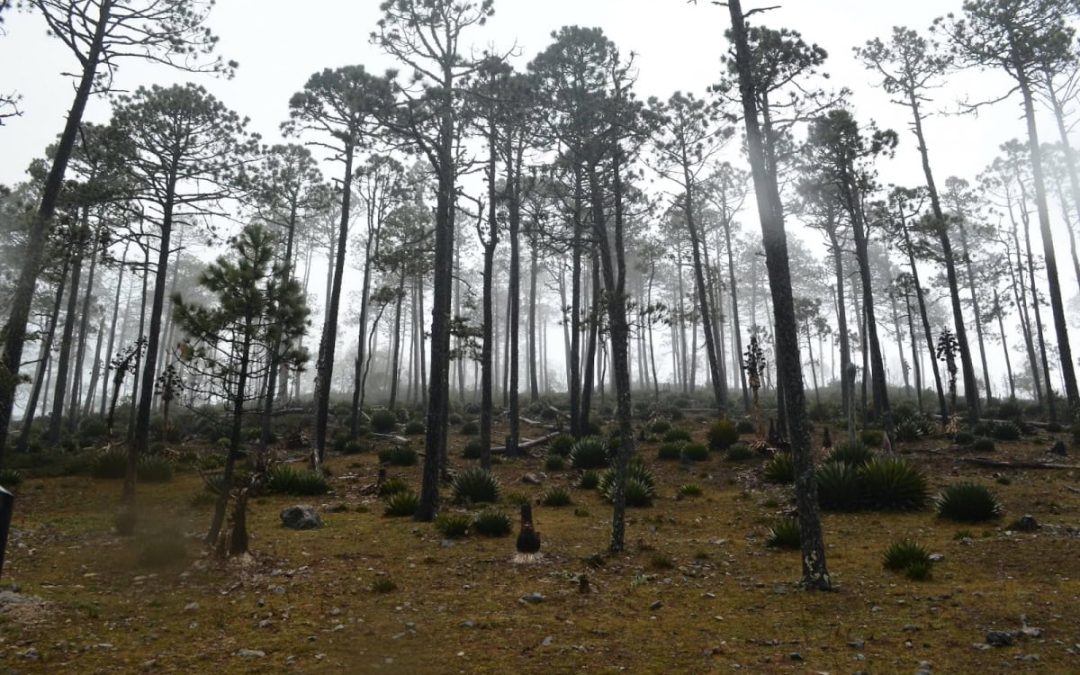 FORTALECE TAMAULIPAS MEDIDAS PARA PROTEGER RESERVAS NATURALES