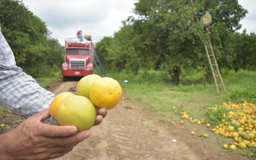 CONTINÚA GOBIERNO DE TAMAULIPAS CON MONITOREO Y CONTROL DEL CANCRO DE LOS CÍTRICOS