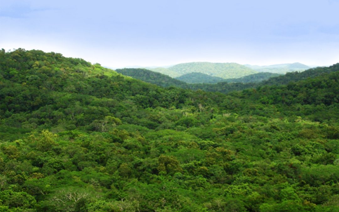 Greenpeace alerta sobre megaproyecto de Grupo Xcaret que amenaza la Selva Maya