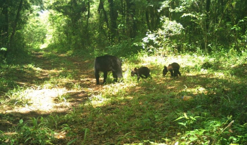 AVISTAN LOS PRIMEROS OSOS NEGROS EN LA RESERVA DE LA BIÓSFERA EL CIELO