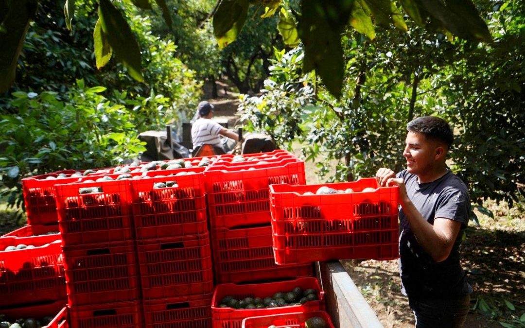 México acuerda con EU que Sader supervise huertos para exportación de aguacate