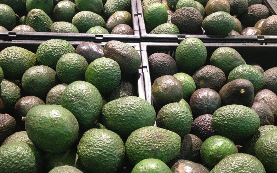 EU espera que México haga una ‘implementación rigurosa’ de la certificación de aguacate