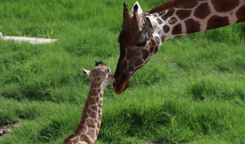 Convocan a elegir nombre para jirafa macho del Zoológico Tamatán