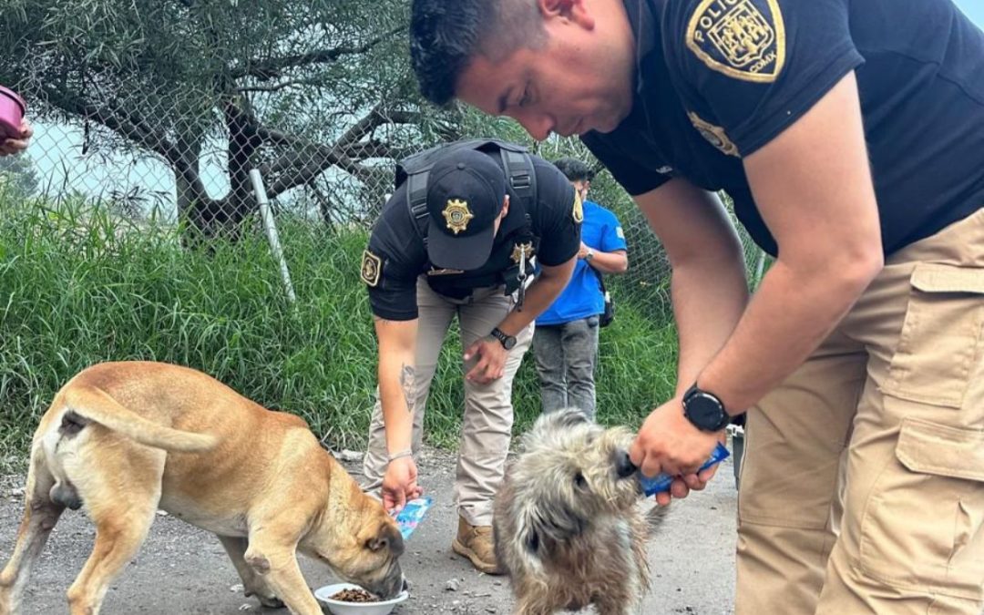 Policías llevaron alimento a más de 100 perros y gatos afectados por lluvias