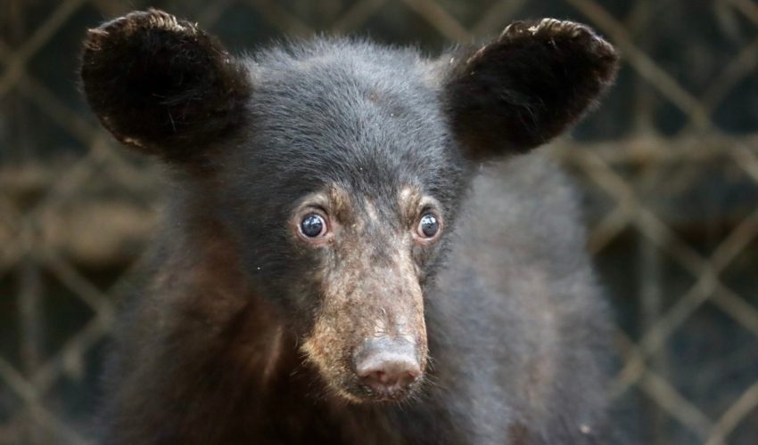 Atiende Comisión de Parques reportes de avistamientos de fauna silvestre