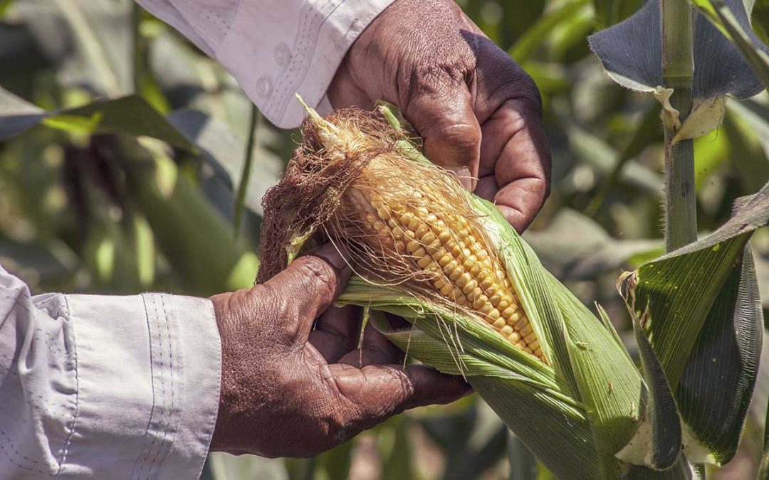 La soya, el maíz y el trigo vuelven a subir ante la esperanza de un alivio arancelario