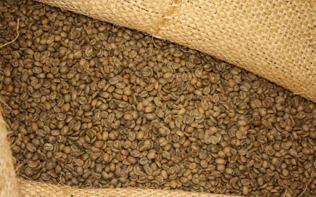 Productores de Chiapas reactivan exportación de café a EU tras incertidumbre