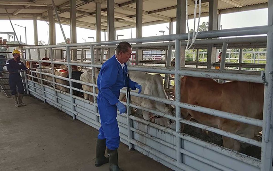 México tacha de «exceso» la petición de EU sobre el gusano barrenador en el ganado