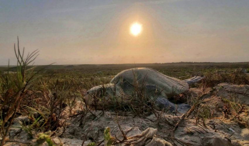 Incrementa Tamaulipas resguardo de huevos  de tortuga lora en un 20%