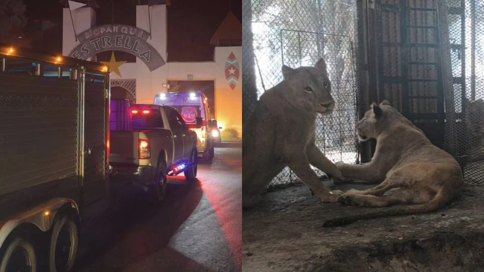 Cuatro leones rescatados en García ya se están bajo resguardo en Bioparque Estrella
