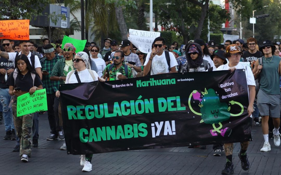 Miles exigen en México regulación para consumo y uso recreativo de cannabis