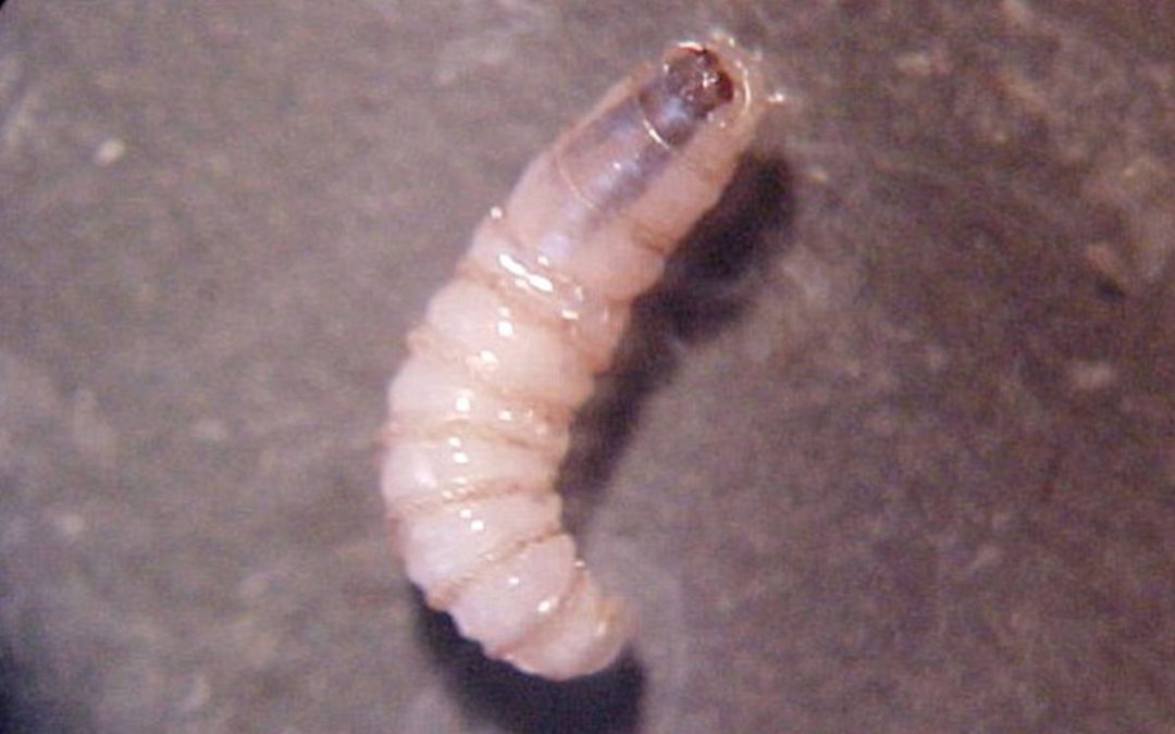 Detectan dos nuevos casos de miasis humana por gusano barrenador en Chiapas