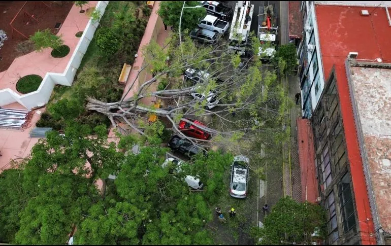 Árbol cae sobre siete vehículos en el Parque Rojo