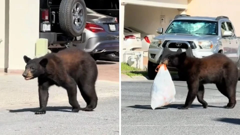 Video: Oso busca comida en misma colonia donde apareció puma en Monterrey