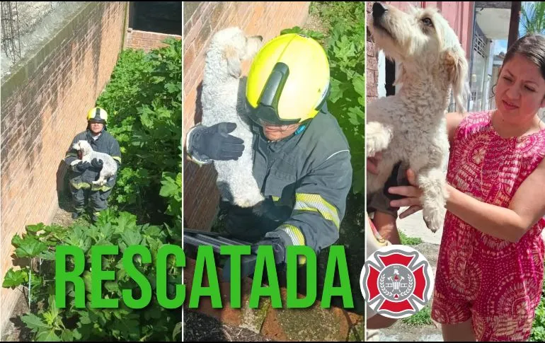 Bomberos de Guadalajara rescatan a perro atrapado en predio