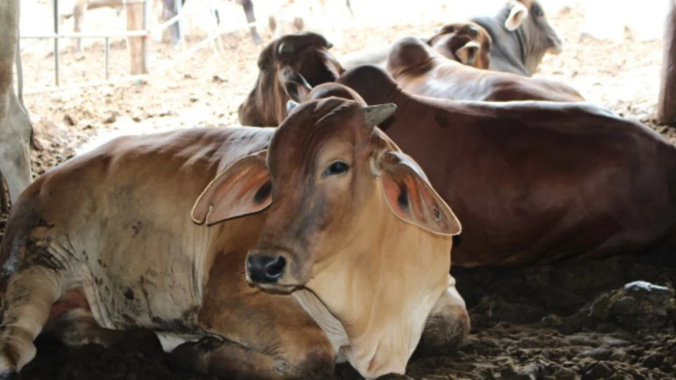 Mantiene Unión Ganadera de NL alerta ante plaga del gusano barrenador