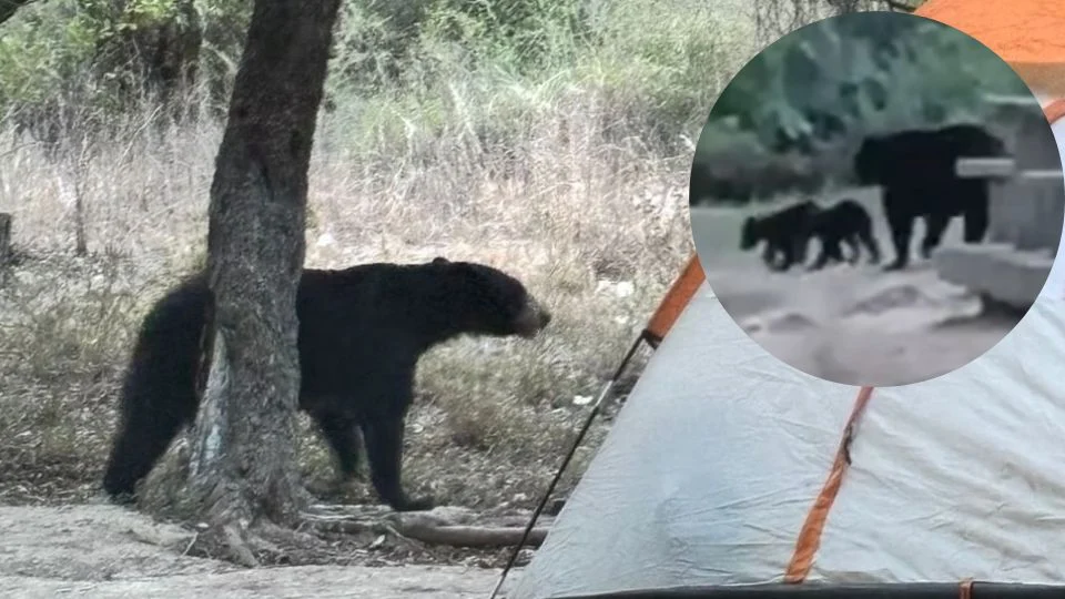 Una mamá osa, sus bebés y el sonido de las chicharras: Video conmueve a Nuevo León