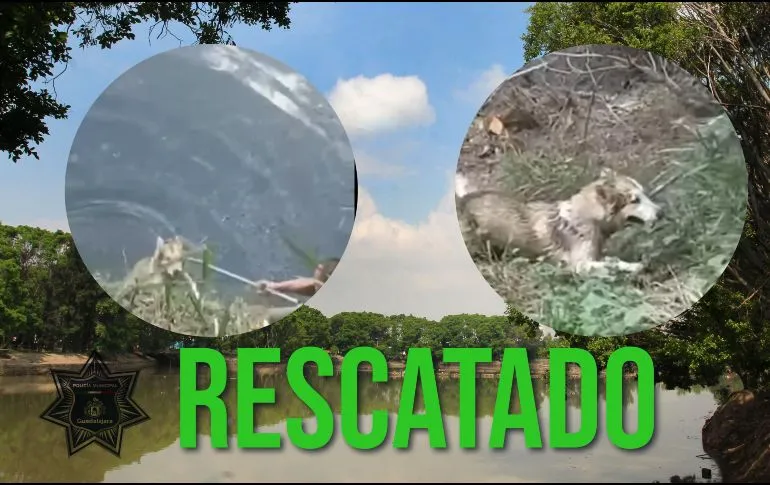Rescatan a perro que cayó en vaso regulador en Guadalajara