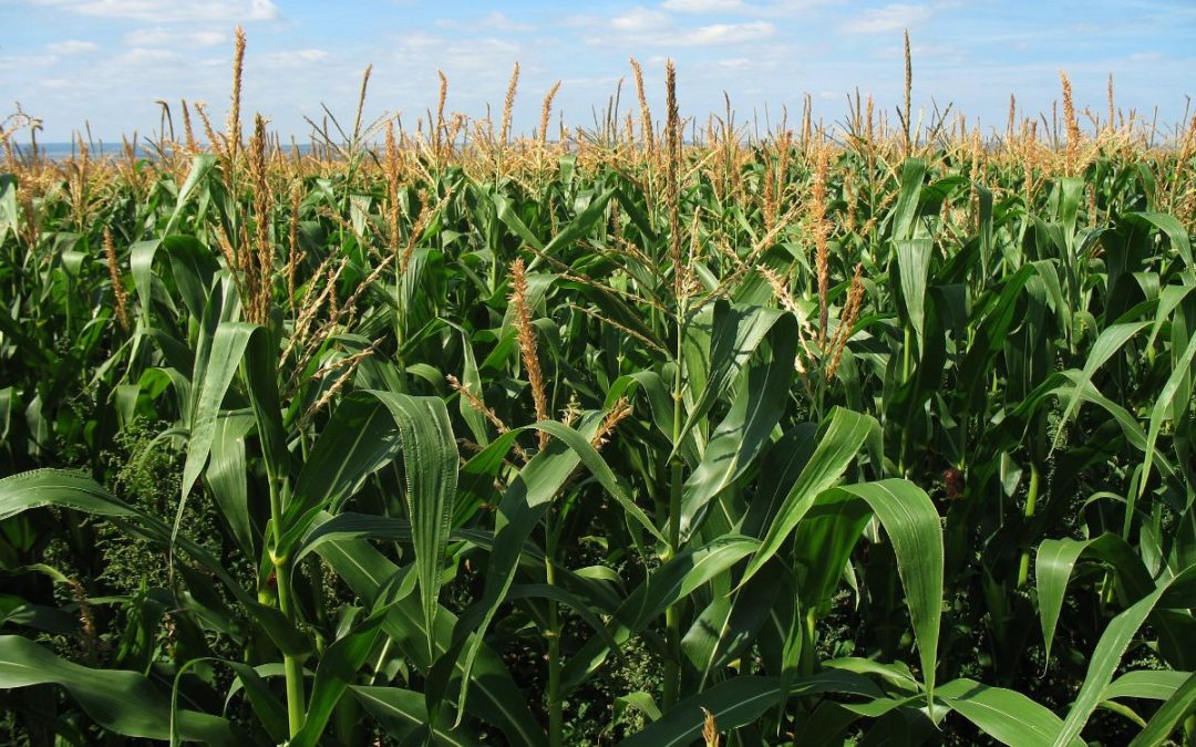 Agricultores mexicanos advierten «catástrofe alimentaria» por aranceles de EU