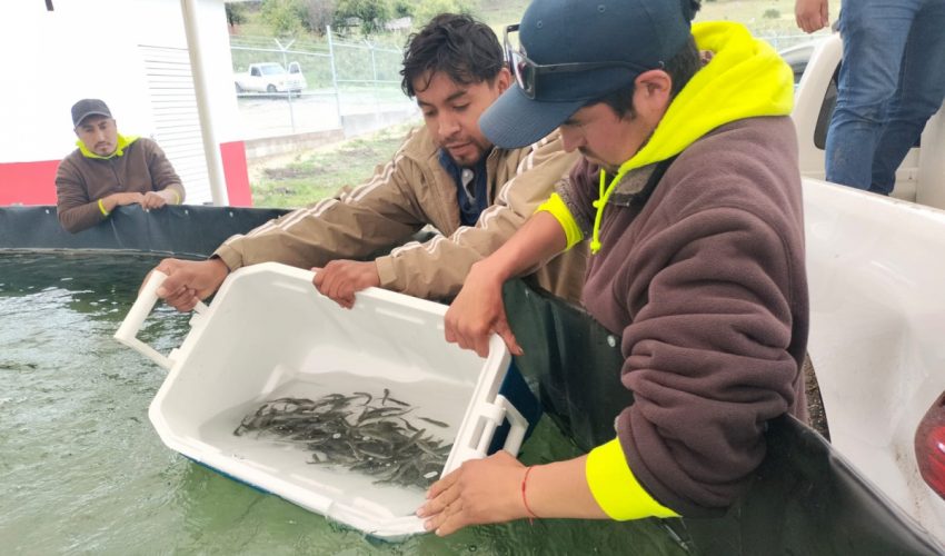 Miquihuana, Tamaulipas – En atención a uno de los compromisos del gobernador Américo Villarreal Anaya, la Secretaría de Desarrollo Rural, Pesca y Acuacultura, a través del trabajo del personal técnico especializado de la Subsecretaría de Pesca y Acuacultura, dio inicio al proyecto acuícola en la comunidad de Valle Hermoso, Municipio de Miquihuana, con la siembra de mil 700 alevines de trucha pinta, provenientes del estado de Michoacán. El subsecretario de Pesca y Acuacultura, Jorge de Jesús Montagner Mendoza destacó que el lote de organismos introducidos en la granja cuenta con su certificado de sanidad, lo que garantiza la producción de un alimento seguro para su consumo o comercialización. “Este proyecto tiene como objetivo no solo impulsar la producción acuícola en la región, sino también fomentar el desarrollo económico local mediante la generación de empleo para los habitantes y ejidatarios de Valle Hermoso”, subrayó. Asimismo, se reconoce la valiosa participación del Sistema DIF Estatal, presidido por la Dra. María de Villarreal, cuya intervención ha sido clave en la organización y capacitación de los pobladores, lo cual permitirá asegurar la permanencia y el éxito del proyecto a largo plazo. Montagner Mendoza destacó que este esfuerzo conjunto ha sido posible gracias a la excelente coordinación institucional entre el DIF Estatal y las Secretarías de Obras Públicas y de Desarrollo Rural, Pesca y Acuacultura, reafirmando el compromiso del Gobierno del Estado de Tamaulipas con el bienestar y el desarrollo sustentable de sus comunidades