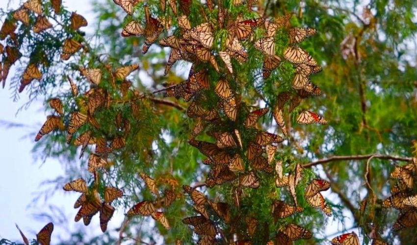 Impulsa Gobierno de Tamaulipas conservación de la ruta migratoria de la mariposa monarca