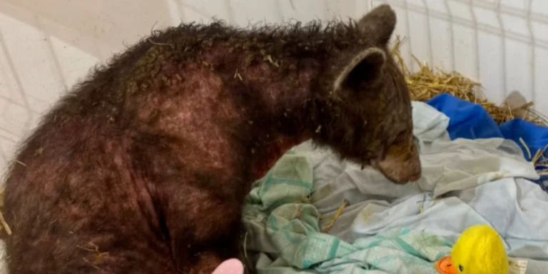 Osita Mina: Así luce a 5 meses de su rescate del zoológico La Pastora