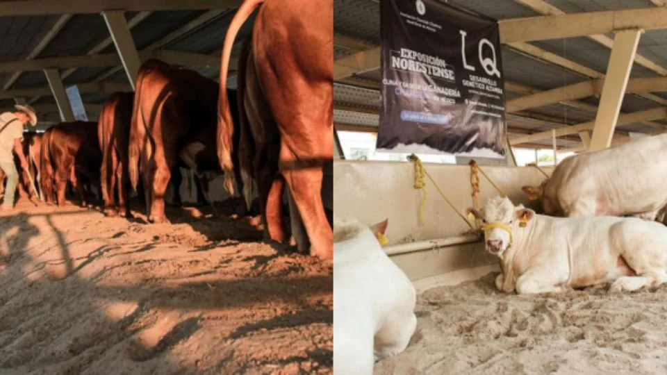 Cambian fecha de la Expo Ganadera por el Mundial 2026, ¿Ahora cuándo se celebrará?