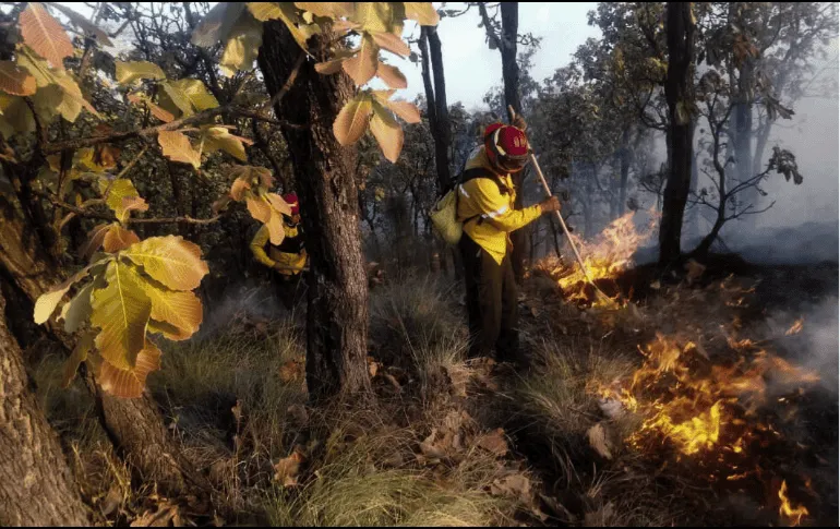 Alertan por incendios forestales en La Primavera durante estiaje