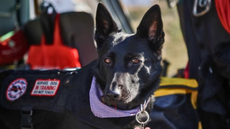 Entrenan perros rescatistas para salvar vidas en Nuevo León