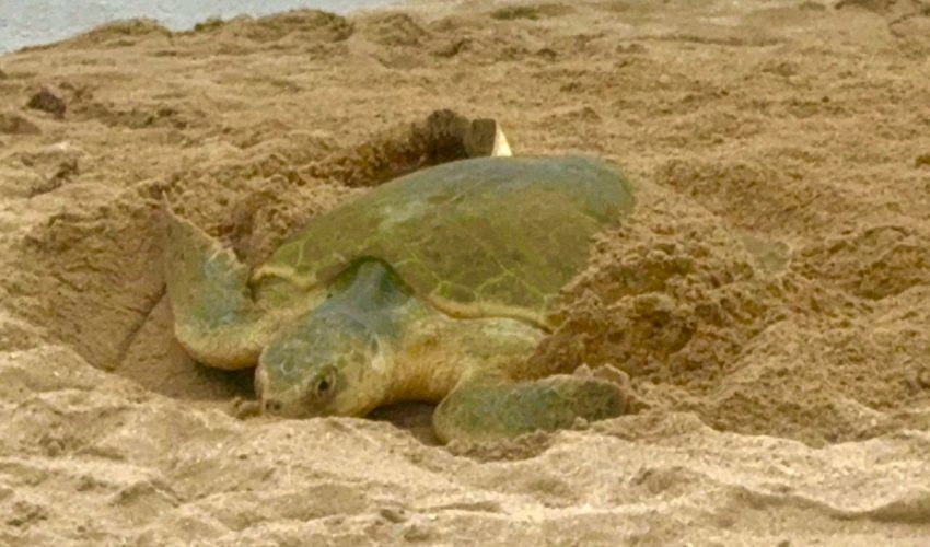 Registra Tamaulipas más de 207 mil huevos de tortuga lora en temporada 2026