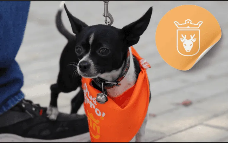 Servicios GRATIS para las mascotas llegarán a la colonia Santa Ana Tepetitlán